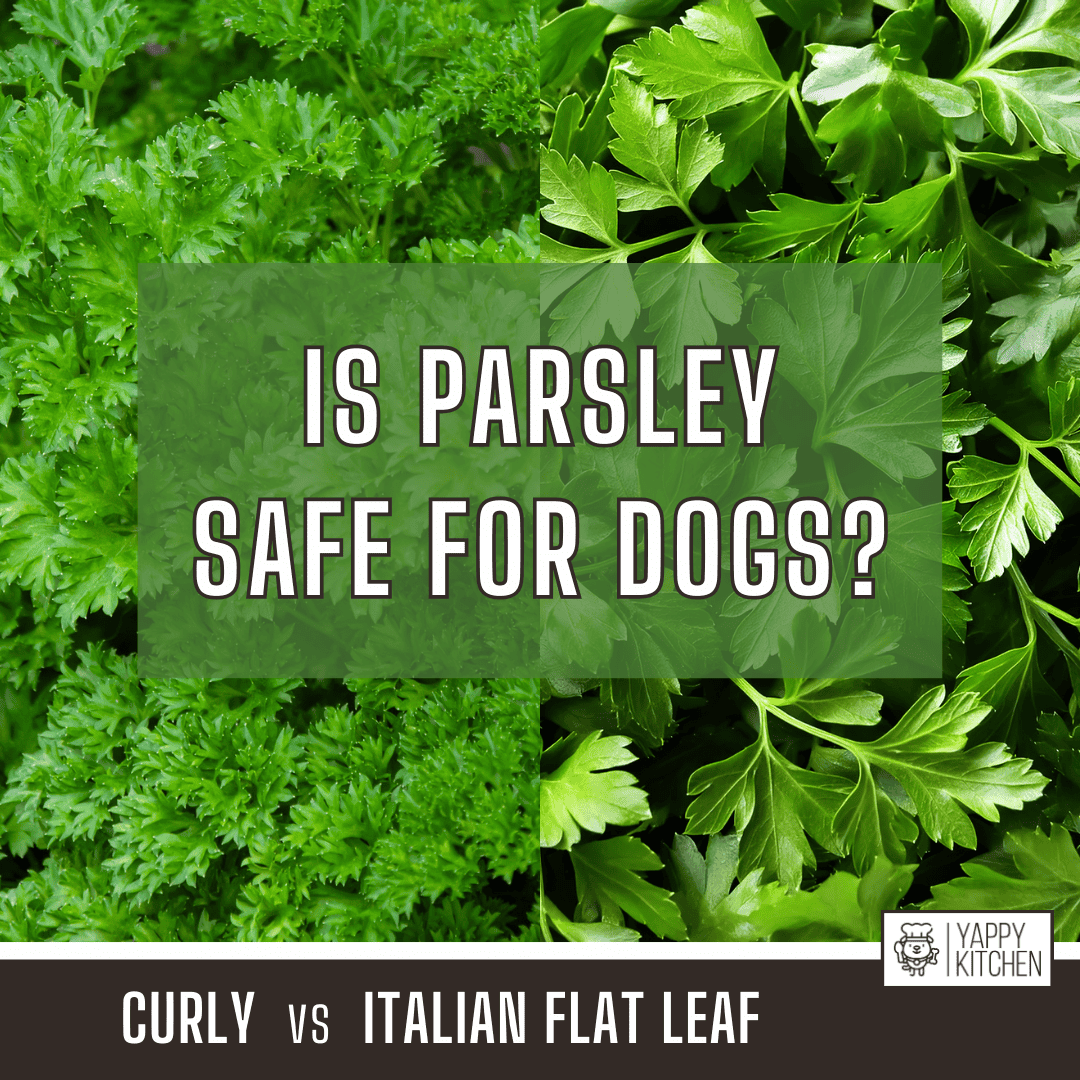 Is Parsley Safe for Dogs?