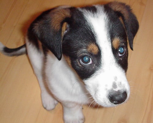 sitting black and white puppy with brown eyebrows