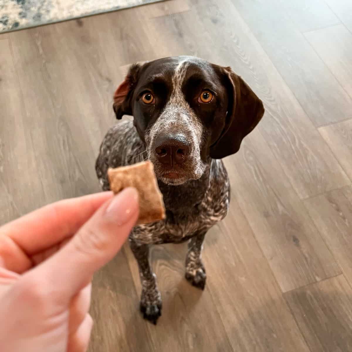 German shorthaired pointer sitting and staring at blueberry dog treat in hand